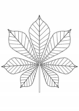 Раскраски, листья деревьев