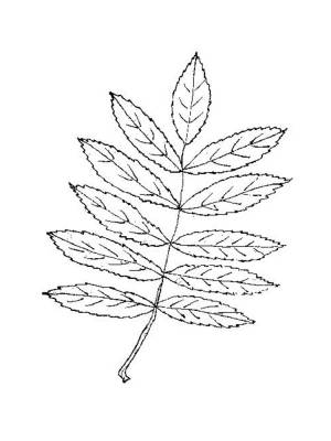 Раскраска листья деревьев