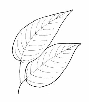 Раскраски деревьев, Раскраска Листья Контуры листьев деревьев