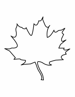 Раскраски Раскраска Листья клена Контуры листьев деревьев