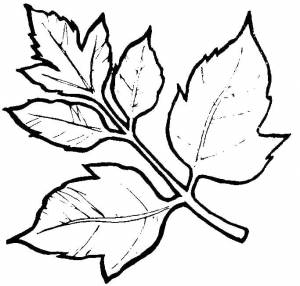 Раскраски листьев, Раскраска листья деревьев Контуры листьев