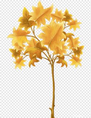 Рисунок дерева листьев, осенние листья, лист, фотография, кленовый лист png