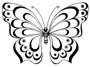 Раскраски Раскраска Бабочка бабочки