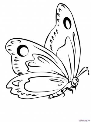 Раскраска Бабочка 3