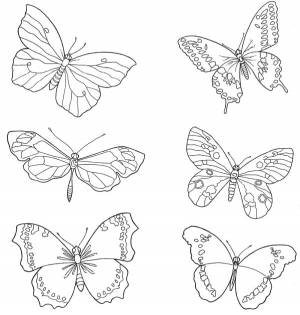 Раскраски бабочки, Раскраска много бабочек Бабочки