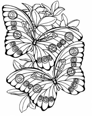 Крупные бабочки