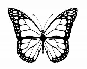 Раскраски Черно белые бабочки