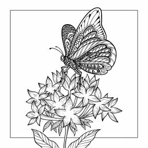 Рисунок цветов для раскрашивания с бабочками