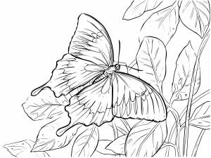 Картинки бабочки и цветы для раскрашивания