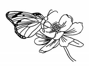 Раскраски Бабочка, Раскраска Бабочка села на цветок цветы