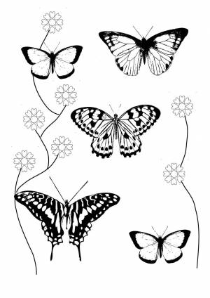 Раскраски Раскраска Цветы бабочки бабочки