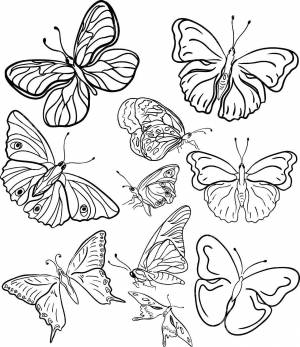 Раскраски бабочка, Раскраска Бабочка с простыми крыльями бабочки
