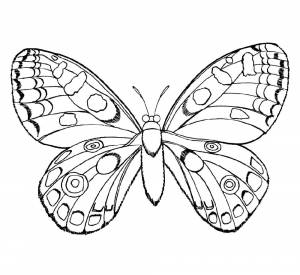 Раскраски Раскраска много бабочек Бабочки, Раскраска раскраски бабочка Бабочки