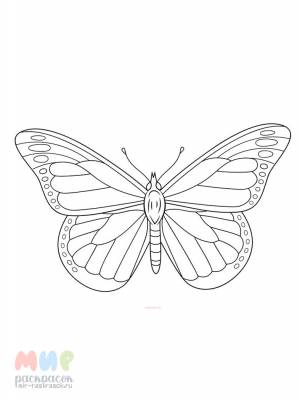 Раскраска Бабочка крылышками помахала