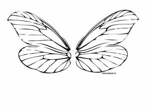 Раскраски бабочки, Раскраска Крылья бабочки раскраски