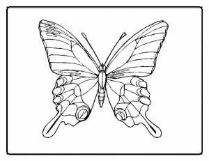 Раскраски крылья, Раскраска Красивые крылья бабочки Бабочка