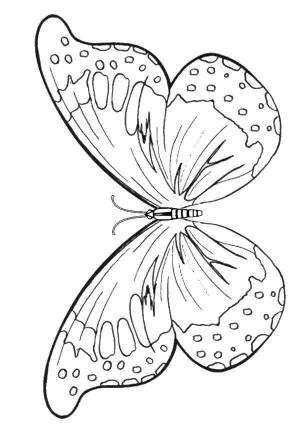 Раскраски Раскраска Красивая бабочка