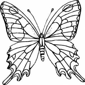 Раскраски Раскраска Бабочка с узорчатыми крыльями Бабочка бабочки