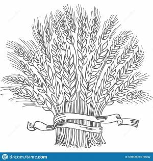 Раскраска пшеница для детей