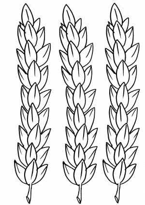 Пшеница раскраска для детей