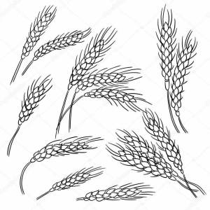 Раскраски Колосья пшеницы