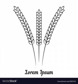 Раскраска пшеница для детей