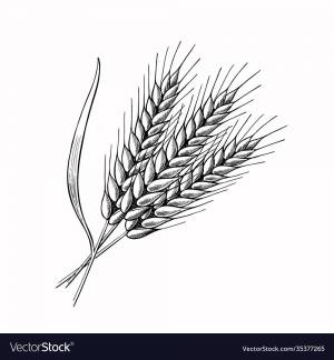 Раскраска колосья пшеницы