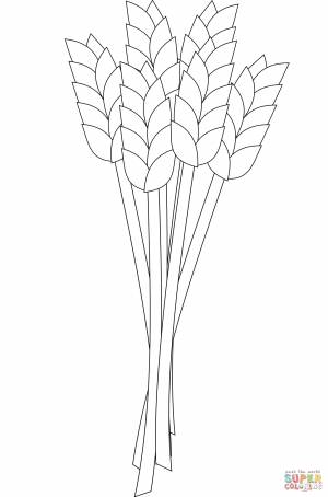 Раскраска Пшеница