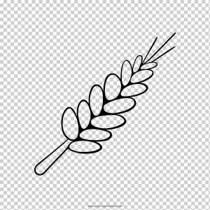 Рисунок Книжка-раскраска Колосья пшеницы, пшеница, белый, лист, текст png