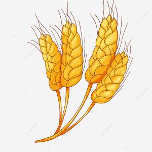 мультфильм овес PNG , пшеница, питание, зерно PNG картинки и пнг PSD рисунок для й загрузки