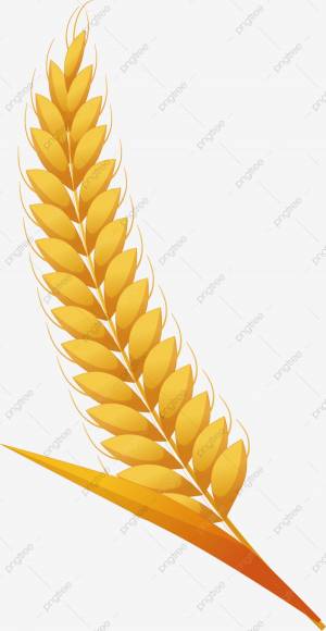 мультфильм колосья пшеницы PNG , творческий мультфильм, иллюстрация,  карту Png PNG картинки и пнг рисунок для й загрузки