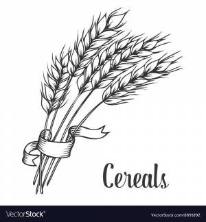 Пшеница рисунок для детей