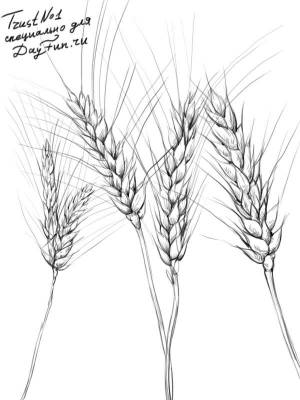 Как нарисовать пшеницу карандашом поэтапно