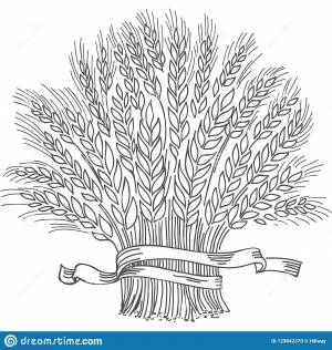 Раскраска колосья пшеницы