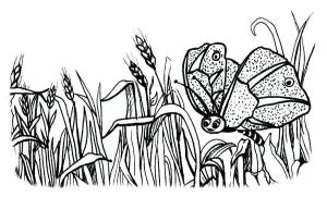 Раскраски Пшеница