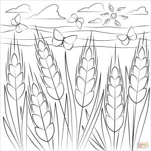 Раскраска Пшеница