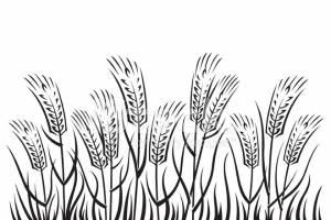 Поле Пшеницы Стоковый Вектор