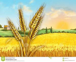 Поле пшеничное рисунок для детей