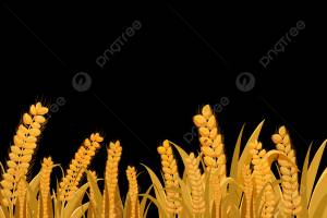 Пшеничное поле PNG , пшеница, Колос пшеницы, Солнечные условия PNG рисунок для й загрузки