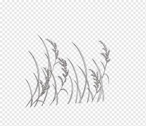 Штриховые рисунки Пшеница Монохромная роспись, Ручная роспись Пшеница, Акварельная живопись, белый, лист png
