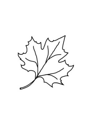 Раскраска Кленовый лист