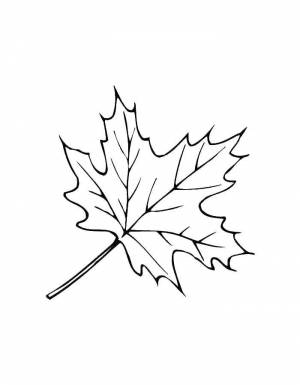 Раскраски Раскраска Кленовый лист кленовый лист