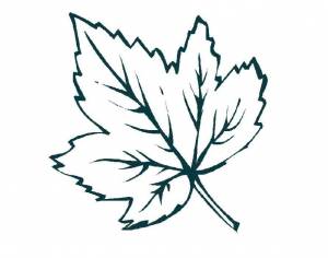 Раскраски Раскраска Кленовый лист листья