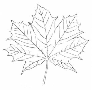 Раскраска Кленовый лист для детей распечать