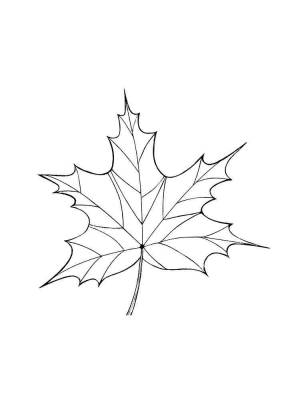 Раскраска Кленовый лист