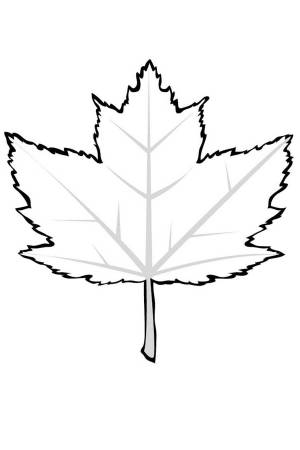 Раскраска Лист клена
