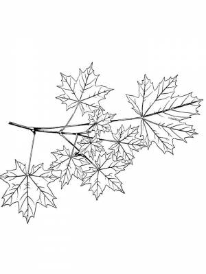 Картинка Кленовый лист  в формате  для детей