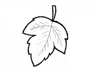Картинки осенний лист для раскрашивания
