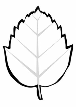 Раскраска Листок пышного дерева граб