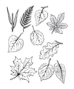 Раскраска листья деревьев